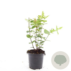 Hypericum i. 'Excellent Flair' GM C1.3