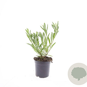 Prunus pumila depressa GM C1.3