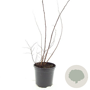 Spiraea jap. 'Odensala' GM C1.3