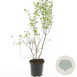 Symphoricarpos Magical Galaxy GM C1.3