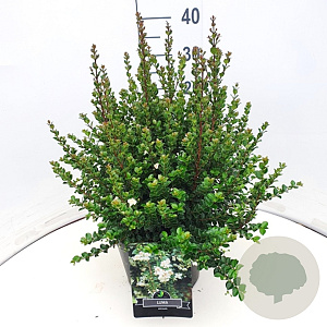 Luma apiculata 30-40 cm 10L
