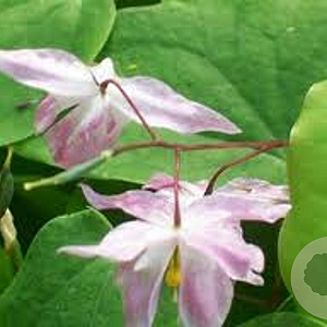 Epimedium y. 'Roseum' GM P9