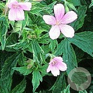 Geranium ox. 'Rose Clair' GM P9