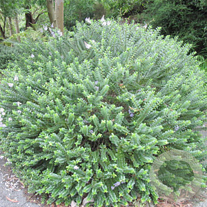 Hebe 'Cobb Valley' 10 cm P10,5