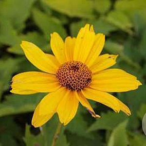Heliopsis h. 'Venus' GM P9