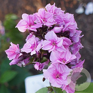 Phlox (P) Zenobia GM P9