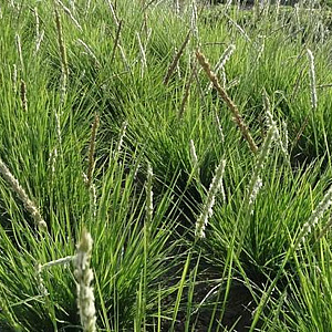 Sesleria argentea GM P9