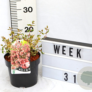 Abelia grandifl. Magic Daydream 40-60 cm 3,0L