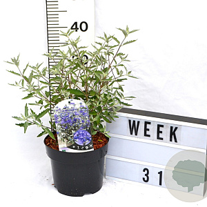 Caryopteris cland. Sterling Silver 40-60 cm 3,0L
