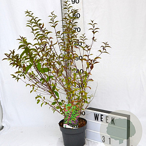 Callicarpa dich. 'Issai' 40-60 cm 3,0L