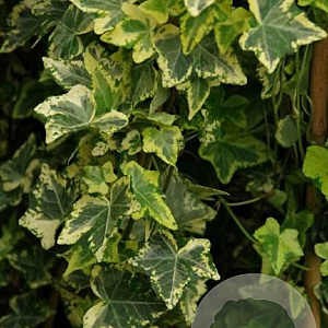 Hedera hel. 'Golden Kolibri' 60-80 cm 2,0L