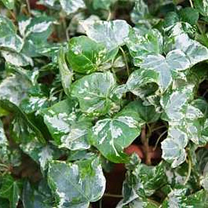 Hedera hel. 'Kolibri' 60-80 cm 2,0L