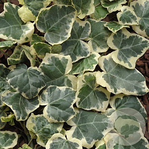 Hedera hel. 'Margin. Elegantissima' 60-80 cm 2,0L