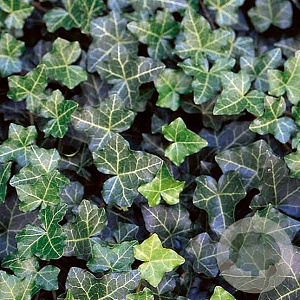 Hedera hel. 'Thorndale' 60-80 cm 2,0L