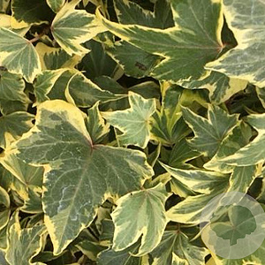 Hedera hel. 'Yellow Ripple' 60-80 cm 2,0L
