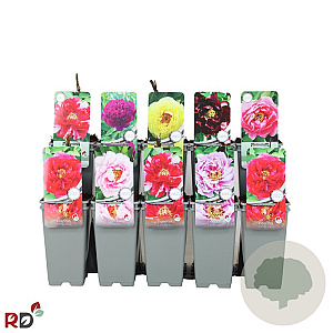 Paeonia suffruticosa A kwaliteit 2,0L 1 tak
