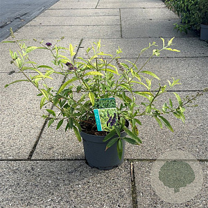 Buddleja davidii 'Magda's Gold Knight' 30-40 cm 3,5L