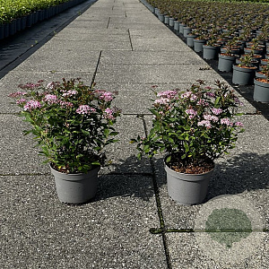Spiraea jap. 'Rick Star' 30-40 cm 3,5L
