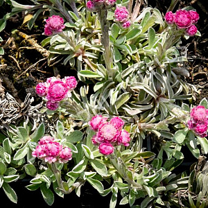 Antennaria dioica 'Rotes Wunder' GM P9