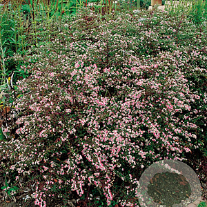 Aster l. 'Horizontalis' GM P9