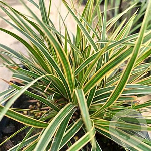 Carex morrowii 'Everglow' GM P9