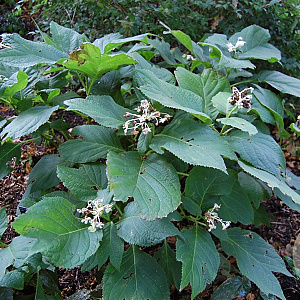 Deinanthe bifida GM P9