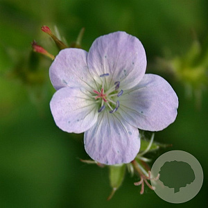 Geranium sylv. 'Ice Blue' GM P9