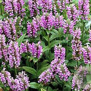 Nepeta nervosa 'Pink Cat' GM P9