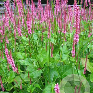 Persicaria a. 'Jo and Guido's Form' GM P9