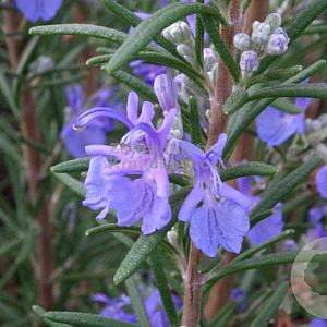 Rosmarinus off. 'Blaulippe' GM P9