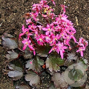Saxifraga c. 'Black Ruby' GM P9