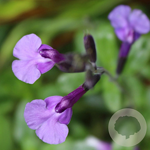 Salvia microphyllus 'Carolus' GM P9
