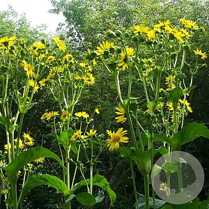 Silphium perfoliatum GM P9