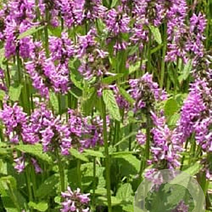 Stachys off. 'Rosea' GM P9