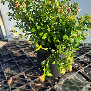 Vaccinium vitis-id. 'Red Pearl' 12-15 cm P12