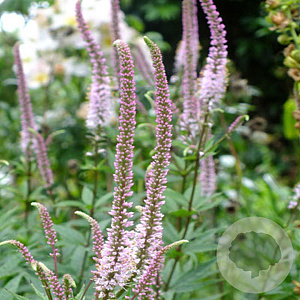 Veronicastrum virg. 'Erika' GM P9