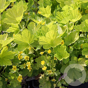 Waldsteinia geoides 'Goldkäfer' GM P9