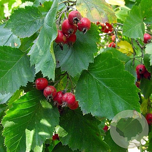 Crataegus mollis 6-8 HO draadkluit