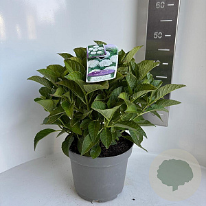 Hydrangea m. Saxon 40-50 cm  bol wit