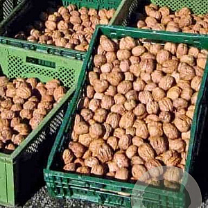 Juglans r. 'Mars' 6-8 HO draadkluit