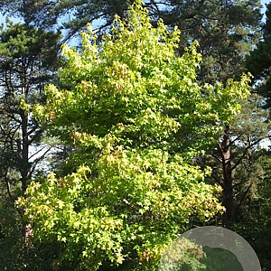 Liquidambar s. 'Schock's Gold' 6-8 HO draadkluit