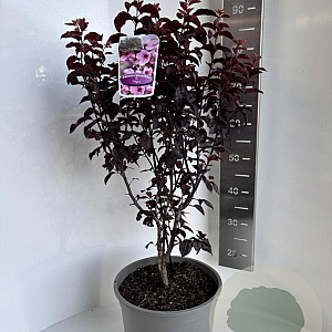 Prunus nigra 80-100 cm P27