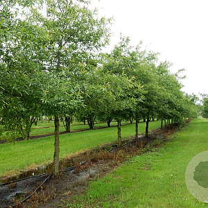Quercus phellos 6-8 HO draadkluit