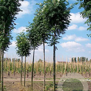 Sorbus auc. 'Fingerprint' 6-8 HO draadkluit