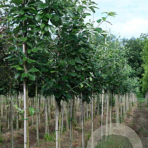 Sorbus aria 'Gigantea' 6-8 HO draadkluit