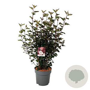 Physocarpus opulif. 'Diabolo' 30-50 cm wortelgoed 0/1/1 2-3 tak