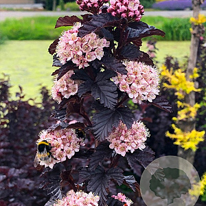 Physocarpus opulifolius 'Panther' 20-40 cm wortelgoed 0/1/1