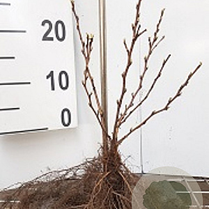 Physocarpus opulifolius 15-30 cm wortelgoed 1/0 