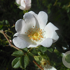 Rosa balsamica 40-60 cm wortelgoed 1/1