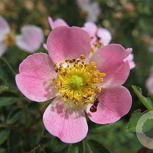 Rosa micrantha 40-60 cm wortelgoed 1/1